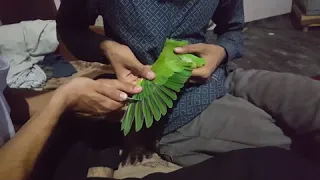 How to cut wings of parrot.