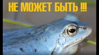 Экзотика в российском болоте. Голубые лягушки