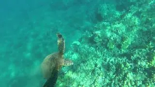 Swimming with Green Hawaiian Sea Turtles in Maui Hawaii on Private kayak/Canoe Tour