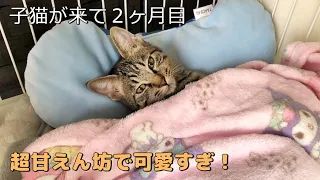 パパっ子な子猫が可愛すぎてたまらん！【まりんが来て２ヶ月】