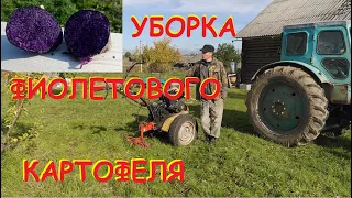 Уборка фиолетового картофеля мотоблоком Целина МБ-2 со специальной не дорогой приспособой