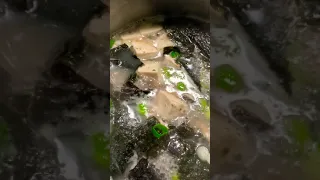 Seaweed tofu soup