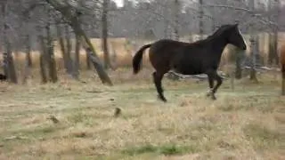 Scotch meets the herd, 2007