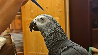 ✅ -АЛЛО, ГАРАЖ! 🤣  ЖАКО ПЕТРУНЯ 🐦 FUNNY PARROT ZHAKO PETRUNYA 🔥 (СУБТИТРЫ)