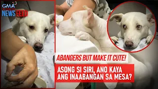 Abangers but make it cute! Asong si Siri, ano kaya ang hinihintay sa mesa? | GMA Integrated Newsfeed