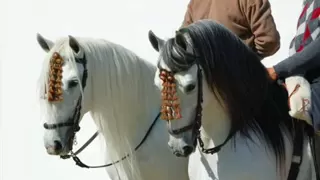 Потрясающие, самые  красивые фото пород лошадей