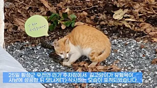 어느 고양이의 점심 식사(뱀 잡아먹는 고양이)