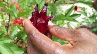 Let's Talk Gardening! Growing Sorrel - Episode 16