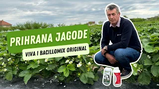 Viva i Bacillomix Original - idealna kombinacija u prihrani jagode | SAVACOOP