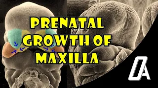 Prenatal Growth of Maxilla | Growth and Development | Orthodontic Atheneum