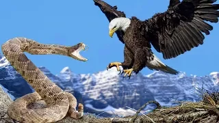 National Geographic Documentary - American Eagle - BBC Wildlife Animal