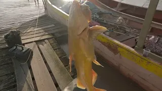 Catfish Fishing in River (Official Video)