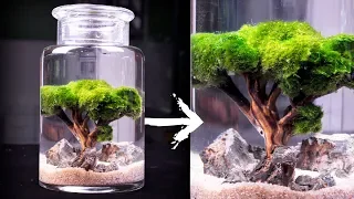 Moss Ball Tree Ecosphere