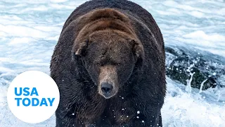 Fat Bear Week winner crowned at Katmai National Park | USA TODAY