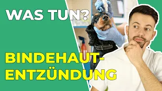 Bindehautentzündung bei Hund und Katze: erkennen, vorbeugen und richtig handeln