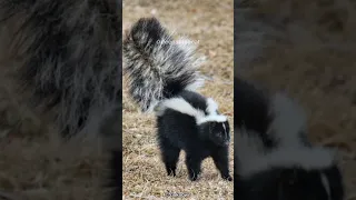 Skunk 🦨 Nature's Most Disgusting Animal.