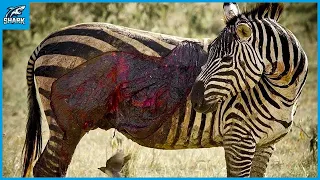 8 Pitiful Moments Zebras Injured By Lions, Crocodile