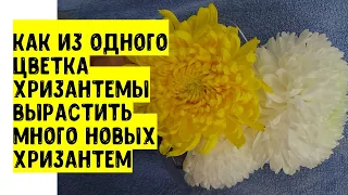 Яким чином з однієї подарункової квітки великоквіткової хризантеми отримати багато нових рослин