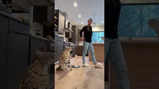 I accidentally scared Chloe the Serval 😬