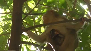 Twin monkey scare the dog under the tree|What problem with them?