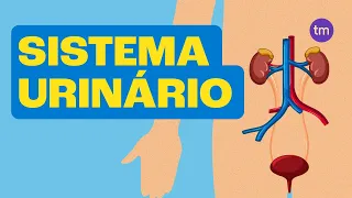 SISTEMA URINÁRIO e Suas Funções