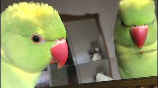 Super cute parrot ❤️ ASMR