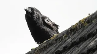 A Raven Calling   4K