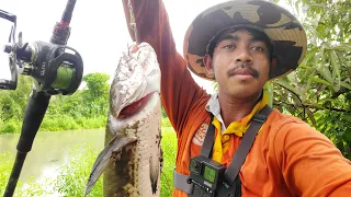 Fishing with live frog catch big snakehead fish