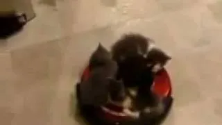 Kittens Riding a Roomba