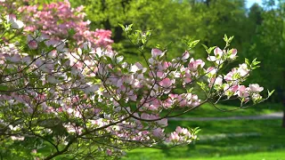 Take a Spring Walk in the Dogwoods