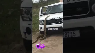 African rock python, tries to hitch a ride #short #africanrockpython #wildlife #snake