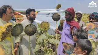 Hybrid Sunflower | MAS 2241 F1 | Millan Agro Seed