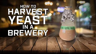 How to Harvest Yeast in a Brewery