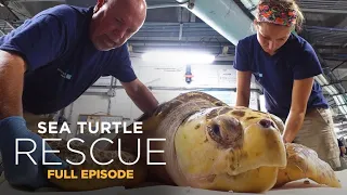 Sea Turtle Rescue 106: The Fight for Sight