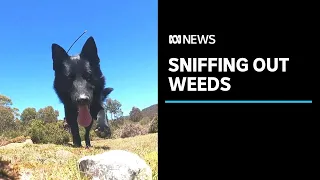 Sniffer dogs deployed in fight against a different type of weed | ABC News