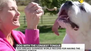 Dog breaks Guinness World Record for having the longest tongue