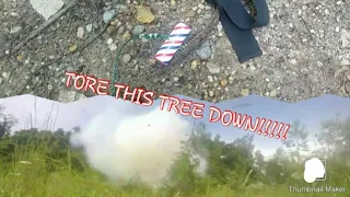 Quarter Stick Dynamite Splits Tree Apart!!