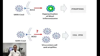 SARS-CoV-2 Entry Receptor ACE2 Is Expressed on Very Small CD45− Precursors of Hematopoietic...