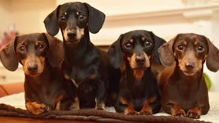 Funny Sausage dogs world, Cute mini Dachshund puppies and dogs playful Videos 2021