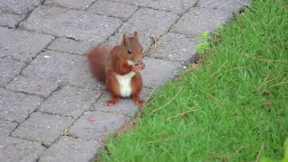 🇨🇭41 - Visite d’un écureuil dans le jardin.