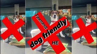 Почему Таиланд не dog friendly страна. / Жизнь с собакой на Пхукете