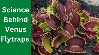 HOW VENUS FLY TRAP WORK 🌱 (the science behind bug-eating plants 🌿🔬🦗)