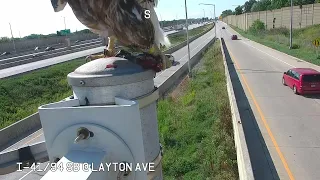 Hawk lands in front of camera and eats rat it just caught *graphic*