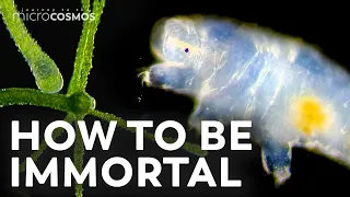 Do Microscopic Immortals Actually Exist?