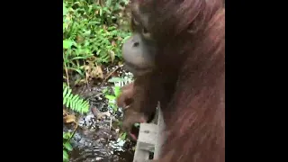orangutan plays with water.