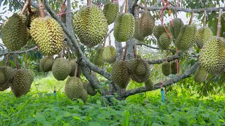 How to Grow Durian Tree After Grafted - Durian Tree Cultivation Technique to Fast Harvest