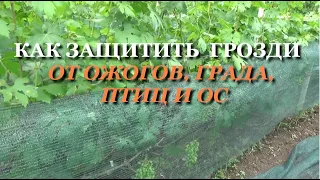 Как защитить грозди винограда от града, солнечных ожогов, птиц и ос