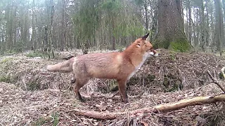 Im Wald mit Fuchs und Reh