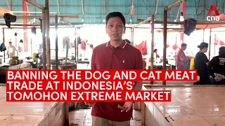Banning the dog and cat meat trade at Indonesia's Tomohon Extreme Market