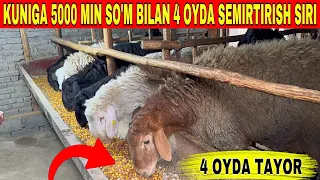 UY SHAROYITIDA QOCHQOR BOQIB YAXSHI DAROMAD QILISH 4 OYDA SEMIRTIRISH SIRI OCHILDI